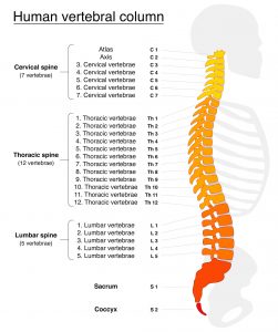 Thoracic-Spine