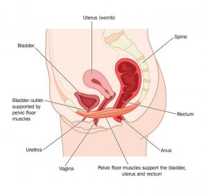 Anatomical image depicting the female perineum and the attachments of the Pelvic Floor muscles