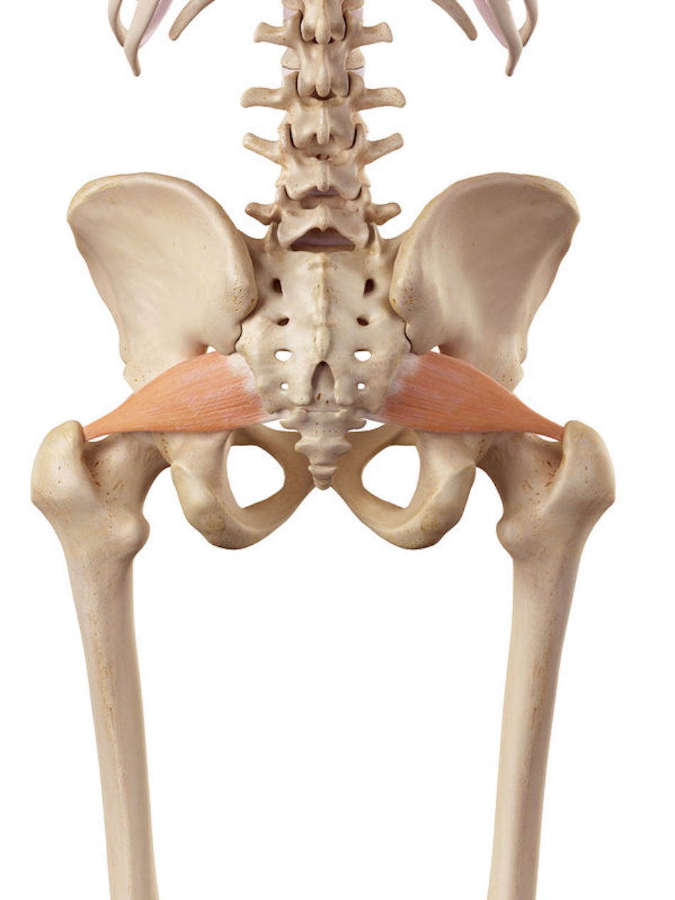Image of a skeleton depicting the anatomic attachments of the piriformis muscle commonly affected by Piriformis Syndrome