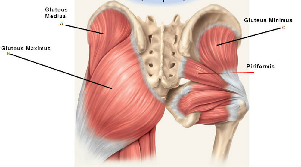 Glutes – why are these muscles so important? - Holistic Bodyworks