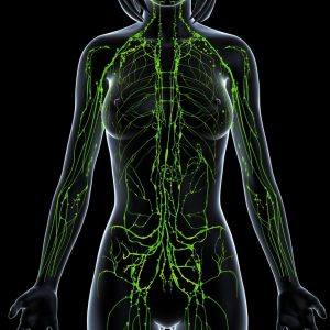 Image of the lymphatic system