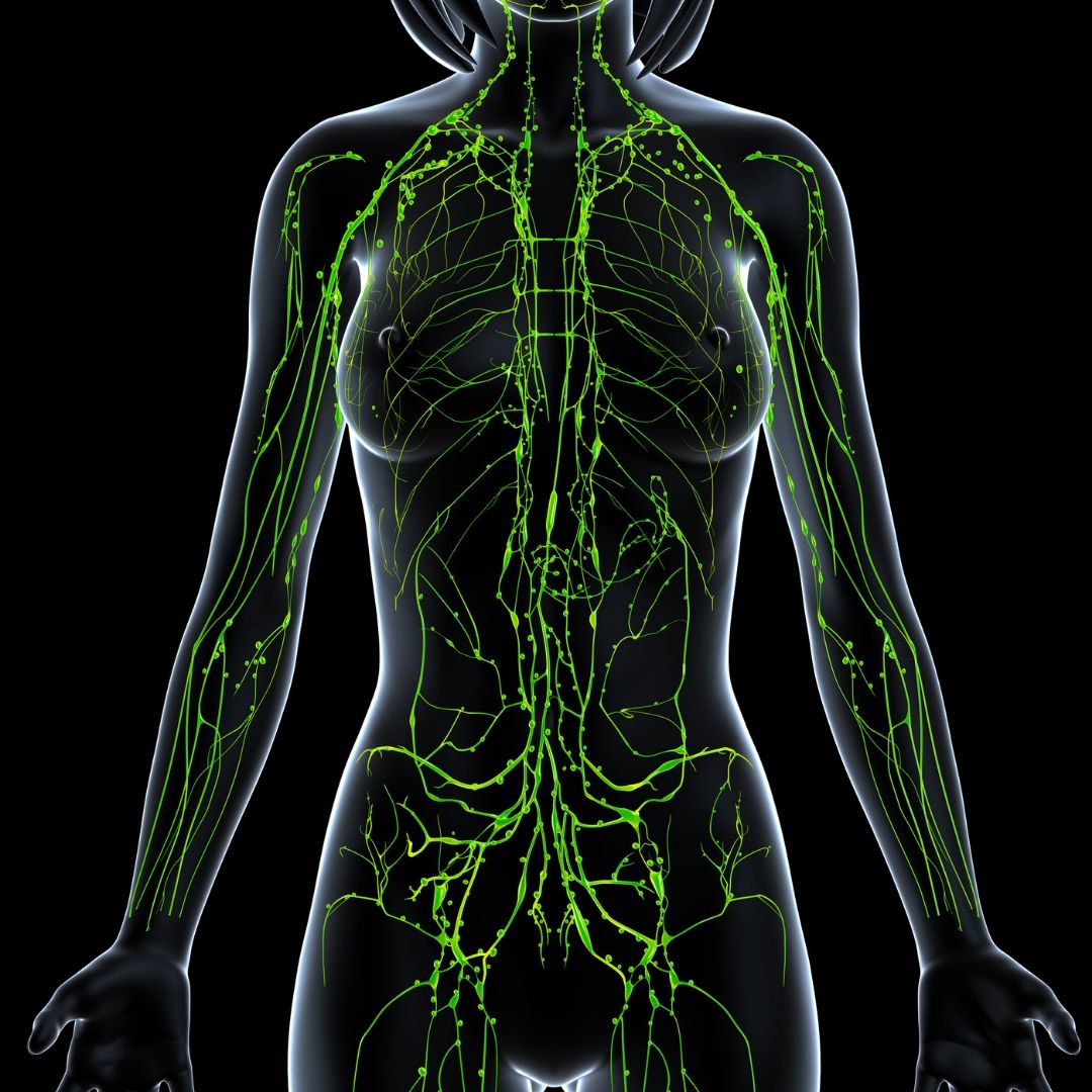 Image of the lymphatic system