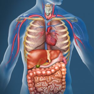 Image of the organs that can cause viscero-somatic pain