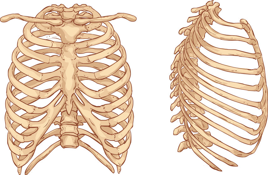 white background vector illustration of a rib cage illustration where you can get a rib sprain