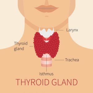 Image showing the anatomy of the thyroid gland