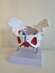 Image of a pelvis depicting the area of women's pelvic health.